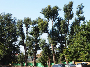 Casuarina