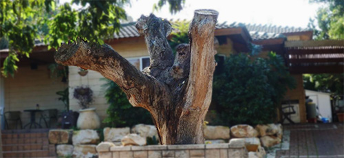 Quercus