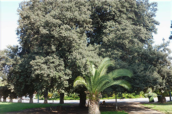 Quercus