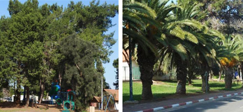 נטיעות